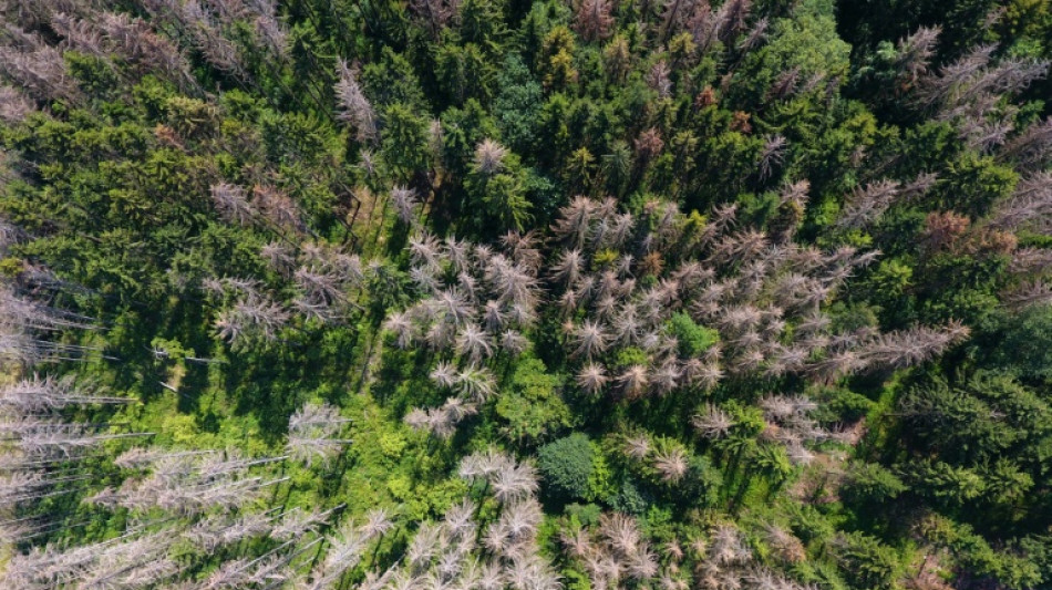 Umwelt- und Klimaschutz: Neue Wald-Datenbank f&uuml;r Europa geplant