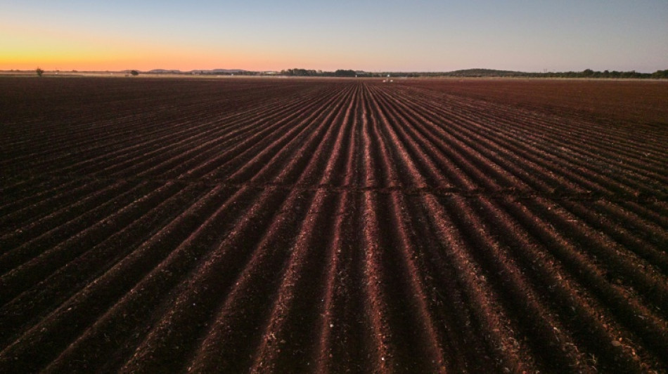 Zimbabwe: des fermiers blancs se tournent vers Trump pour acc&eacute;l&eacute;rer leur indemnisation