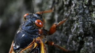 Tras 17 años, millones de cigarras de la camada XIV emergen en EEUU