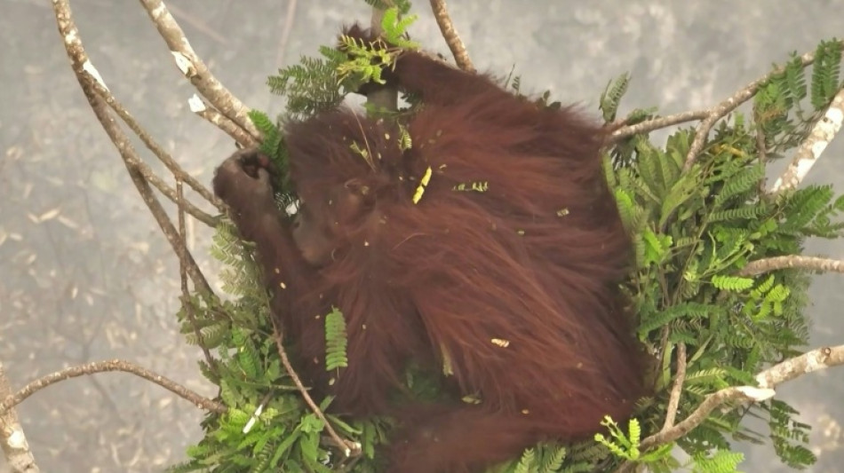 Novita, una orangutana rescatada de las llamas en Indonesia