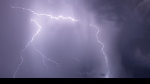 I fulmini colpiscono e distruggono 320 milioni di alberi l'anno