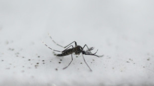 Djibouti experiments with GM mosquito against malaria