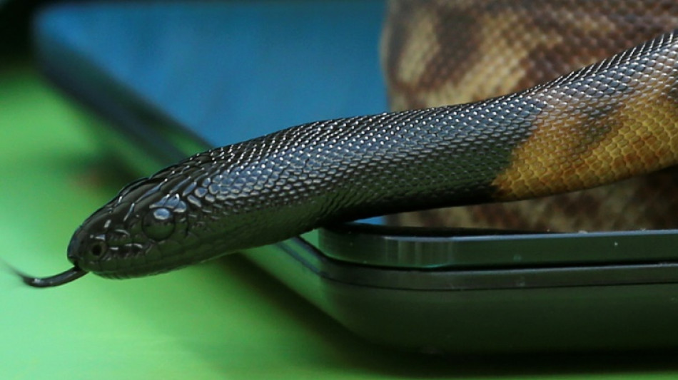 Anwohner findet junge K&ouml;nigspython vor Haus in Mainz