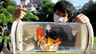 Taiwaner f&auml;hrt seine Goldfische regelm&auml;&szlig;ig im Buggy spazieren