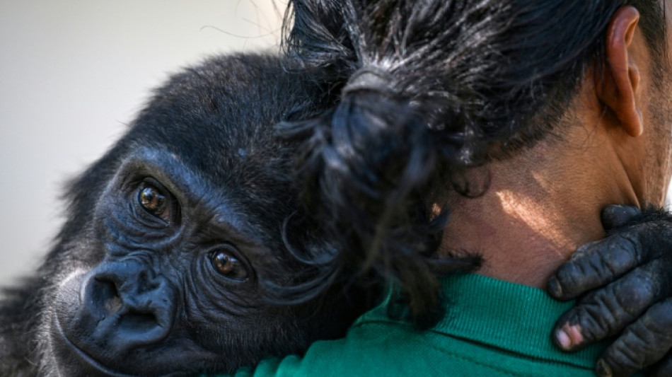Baby gorilla to return to Nigeria after Istanbul airport rescue