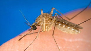 Nel Lazio attualmente 20 casi di West Nile, tutti a Latina