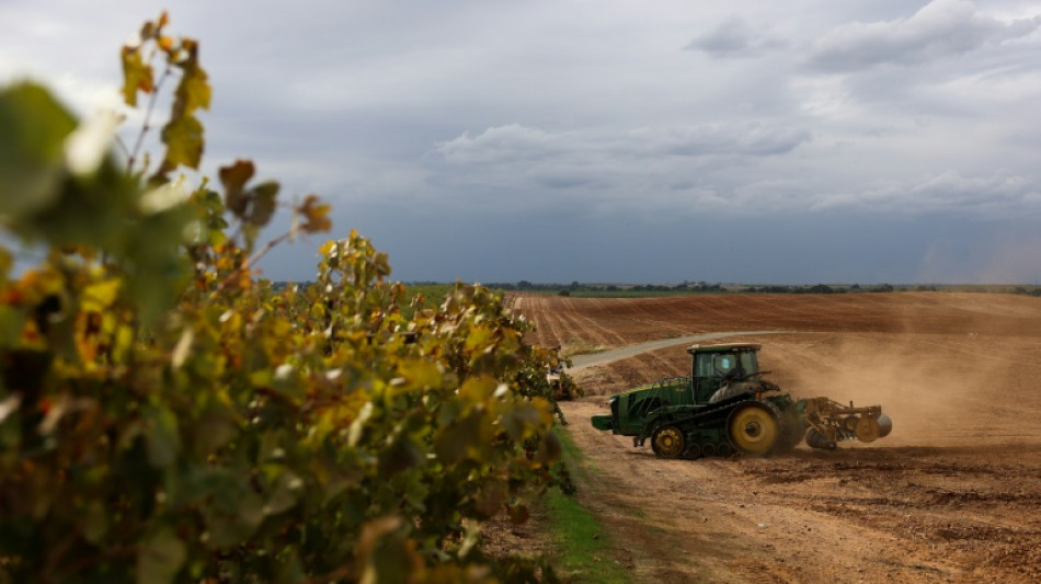 A la peine, les viticulteurs californiens abandonnent leurs vignes 