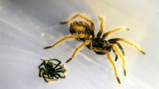 Plus de 140 tarentules saisies &agrave; l'a&eacute;roport de Bogota