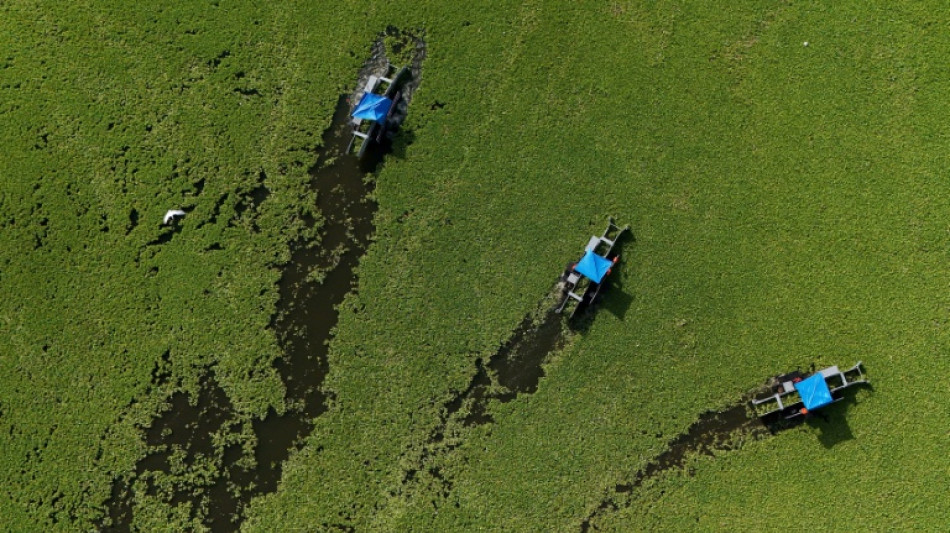 Una planta acu&aacute;tica cubre un lago de El Salvador y ahuyenta a los turistas