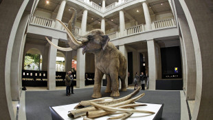 Nei molari fossili il diario segreto degli elefanti di 125mila anni fa