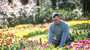 Pays-Bas: le plus grand jardin de tulipes du monde f&ecirc;te ses 75 ans