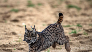 L'IA promossa guardiano degli animali che vivono sulle Alpi