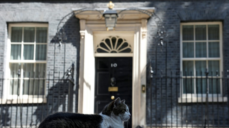Kater Larry k&ouml;nnte Konkurrenz in der Downing Street bekommen