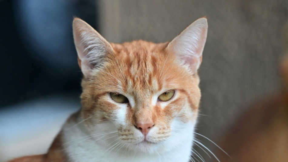 Kater Carlos von Feuerwehr in Nordrhein-Westfalen aus Schleusenkammer gerettet