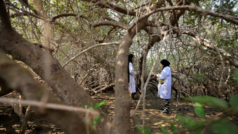 Oman fait revivre ses mangroves, un puits de carbone menac&eacute; par le changement climatique