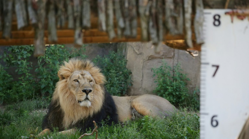 L&ouml;we Kumar in Zoo von Frankfurt am Main eingeschl&auml;fert