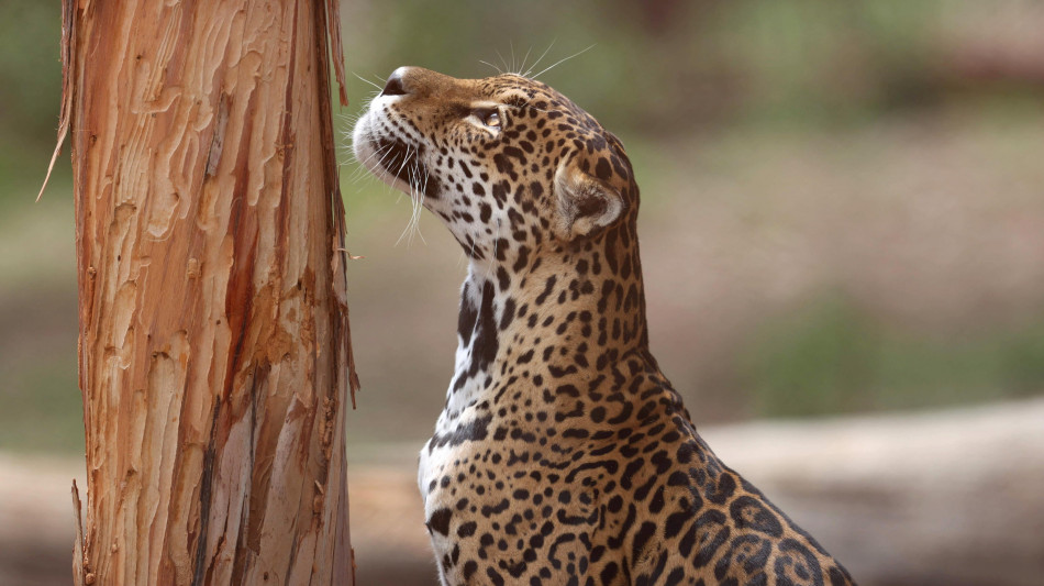 Giaguaro nuota per oltre 1 km, è record per la specie