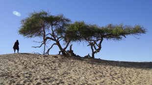 Cammelli incisi sulla roccia segnalavano l'acqua nel deserto