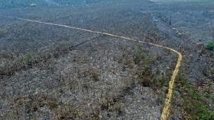 Incendio provocado calcina un proyecto de reforestaci&oacute;n en la Amazon&iacute;a