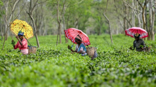 Extreme rains hit India's premier Darjeeling tea estates
