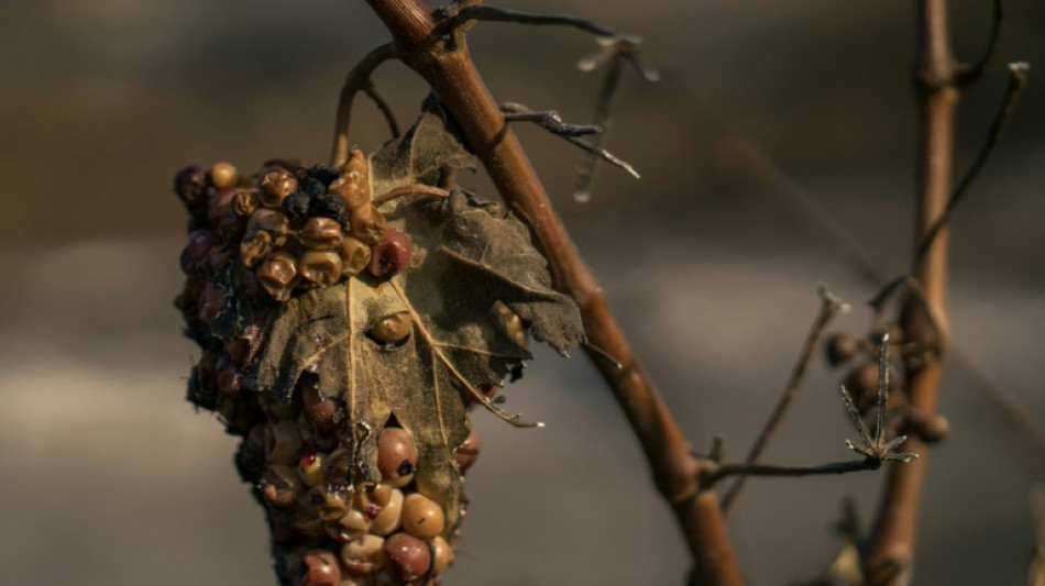 Affectés par le feu, les viticulteurs des Corbières attendent l'aide de l'Etat