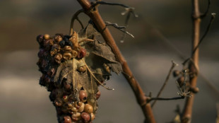 Sur les vignobles sinistr&eacute;s par le feu, la ministre de l'Agriculture exprime "la solidarit&eacute; nationale" 