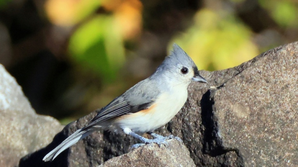 Studie: L&auml;rm schadet V&ouml;geln weltweit und st&ouml;rt beim Br&uuml;ten