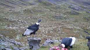 Un ennemi devenu embl&egrave;me: des paysans colombiens se r&eacute;concilient avec le condor des Andes
