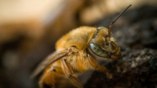 Brazil buzzing over potential of its native bees 