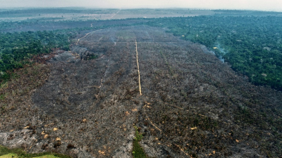 Amazonie br&eacute;silienne: un incendie criminel r&eacute;duit en cendres un projet de reforestation