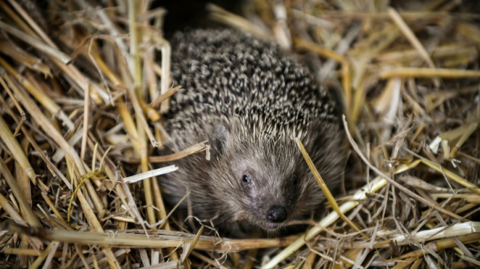 Dans l'Essone, un sanctuaire pour h&eacute;rissons menac&eacute;s par la chaleur