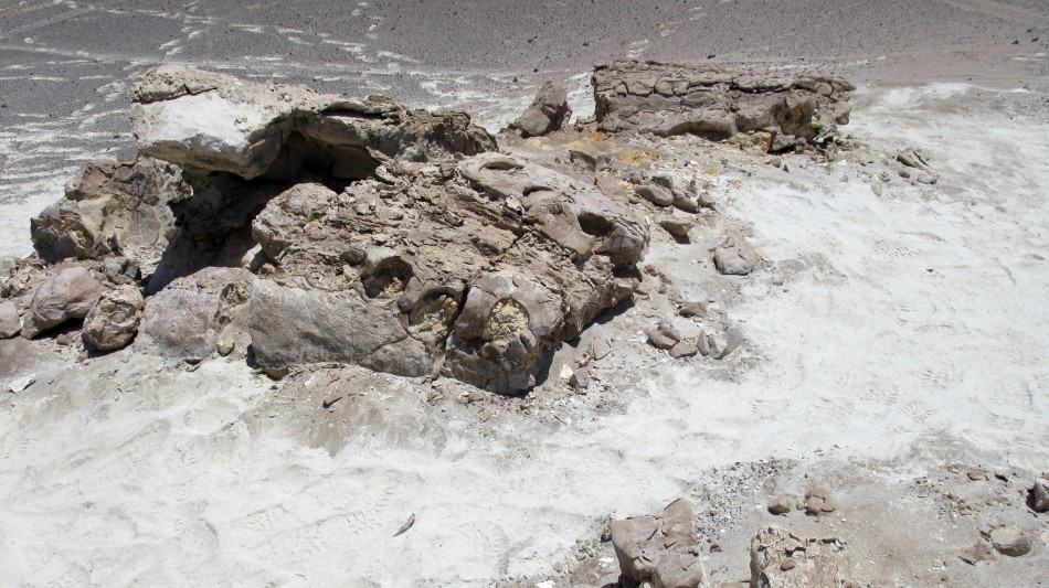 Ha oltre 270milioni di anni il pi&ugrave; antico antenato dei mammiferi