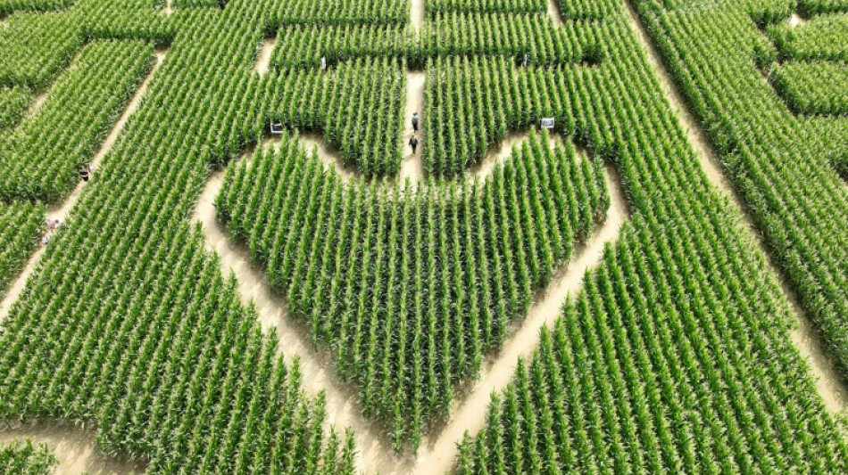 En Alsace, le labyrinthe dans le ma&iuml;s fait un tabac