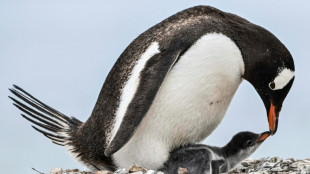 Penguins bring forward breeding season as Antarctica warms: study