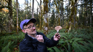 Les champignons, essentiels pour la biodiversit&eacute;, &agrave; la recherche de reconnaissance