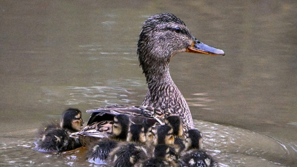 Polizisten in Rheinland-Pfalz retten Entenküken aus Bach