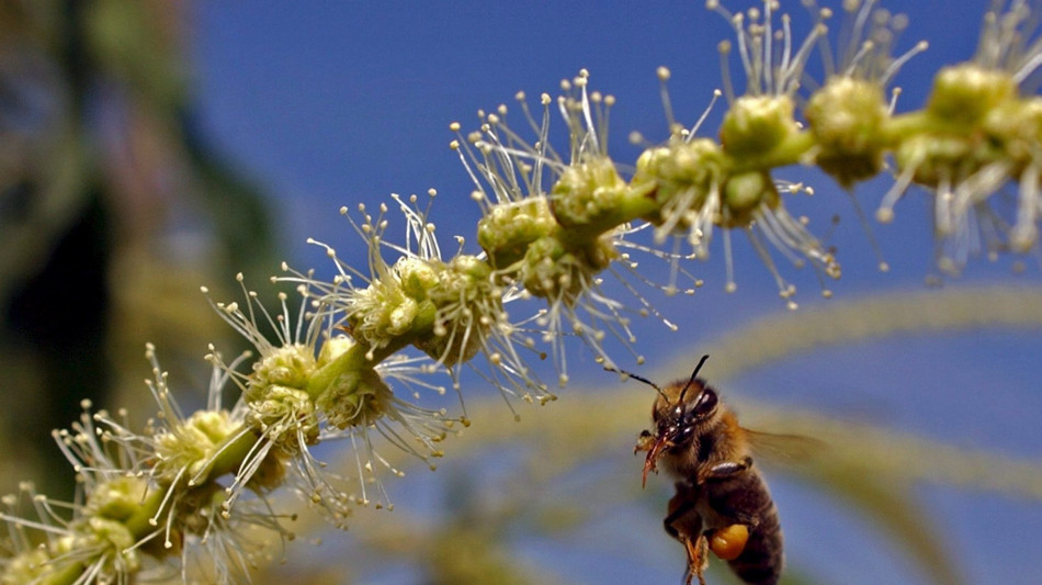 I pesticidi primi nemici della biodiversit&agrave;,a rischio 800 specie