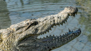 Zoll an Düsseldorfer Flughafen entdeckt Krokodilledertasche mit Kopf und Beinen