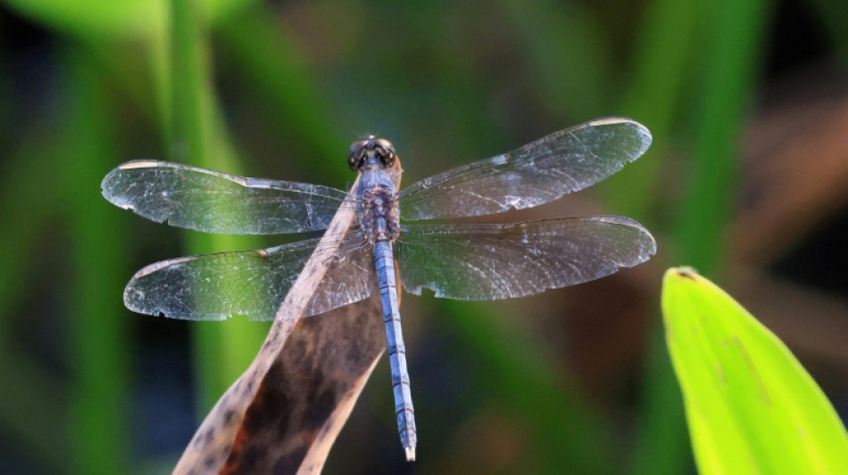 Studie: Ein Viertel der S&uuml;&szlig;wasser-Tierarten weltweit vom Aussterben bedroht