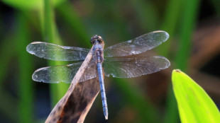 Studie: Ein Viertel der S&uuml;&szlig;wasser-Tierarten weltweit vom Aussterben bedroht