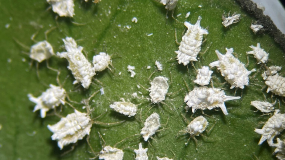 Cochonilha-branca, o inseto voraz que amea&ccedil;a cultivos de banana no Equador
