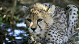 L'un des derniers gu&eacute;pards d'Asie est mort en Iran