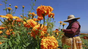 La percezione degli odori è più complessa del previsto