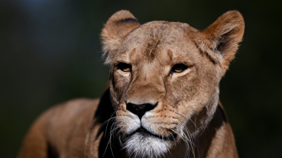 Suspected heatstroke kills three lions at Japan zoo