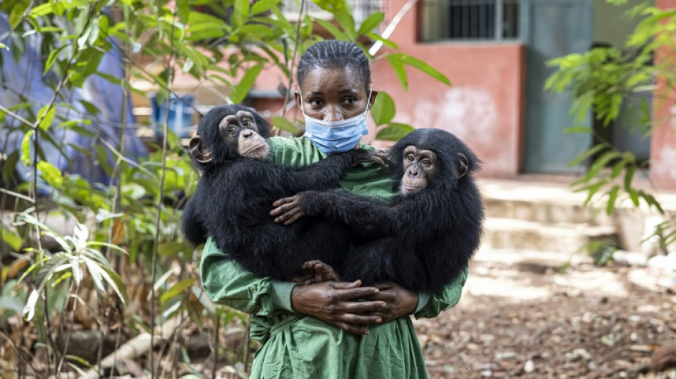 En Sierra Leone, un sanctuaire pour les chimpanz&eacute;s menac&eacute; par l'alarmante d&eacute;forestation