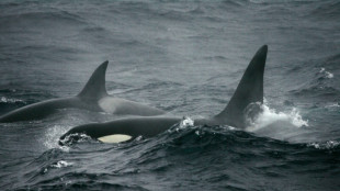 Des orques se mettent &agrave; la p&ecirc;che aux poissons... des p&ecirc;cheurs  