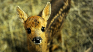 Th&uuml;ringer Polizisten retten Rehkitz von Autobahn