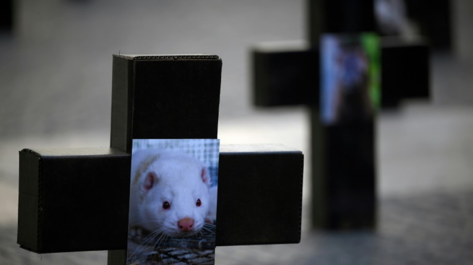 D&auml;nemark hebt wegen Corona verh&auml;ngtes Verbot von Nerzzucht wieder auf