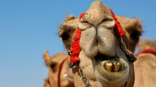 Vier Kamele b&uuml;xen in Baden-W&uuml;rttemberg nachts aus Zirkus aus