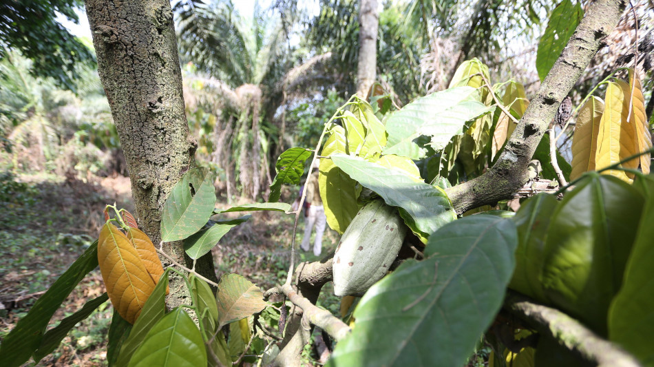 Il cacao &egrave; pi&ugrave; antico del previsto, ha 7,5 milioni di anni